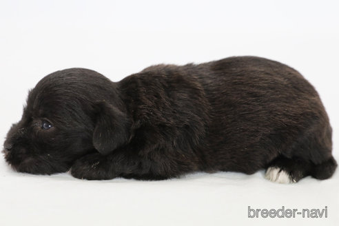 成約済の神奈川県のミックス犬-308957の2枚目